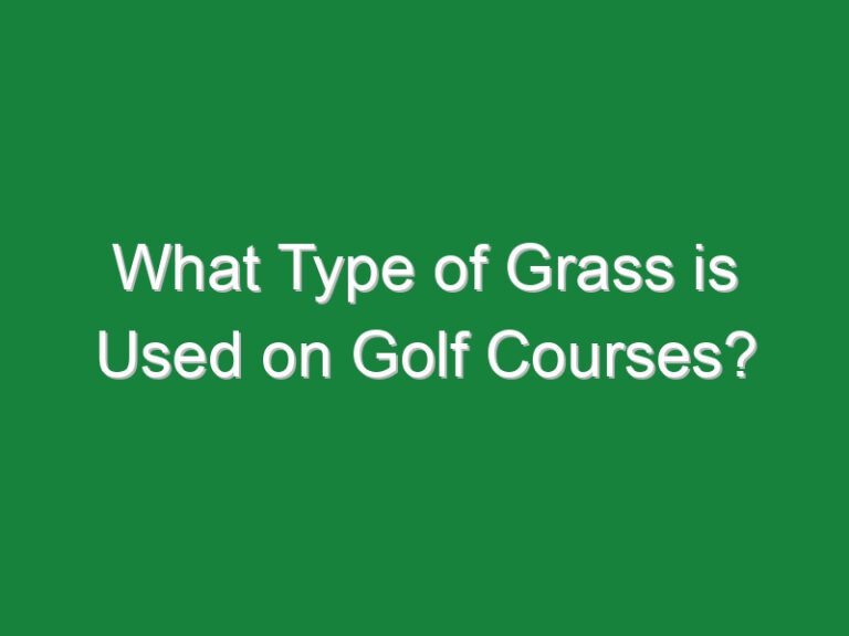 What Type of Grass is Used on Golf Courses?