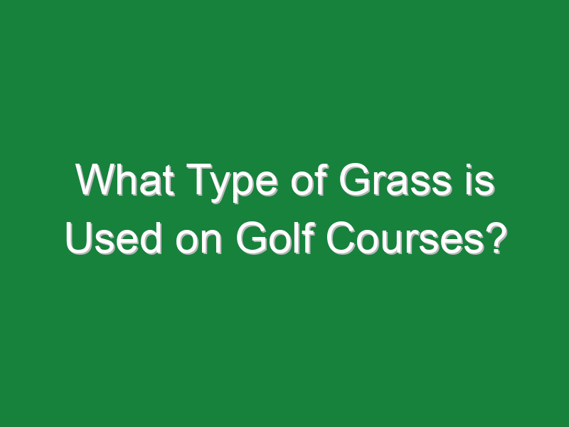what type of grass is used on golf courses 654